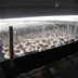 Seed Pods Under Light