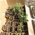 Transplanted Tomatoes