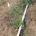 Tomato Planted in Garden